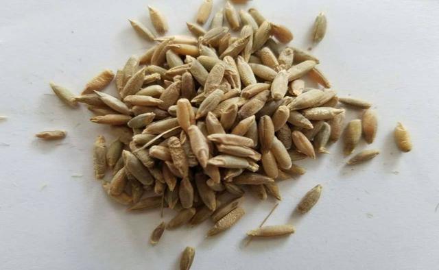 優質高產牧草，冬牧70黑麥草種植時間