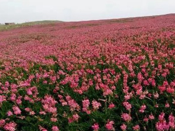 牧草皇后“紅豆草”主要價值與應用