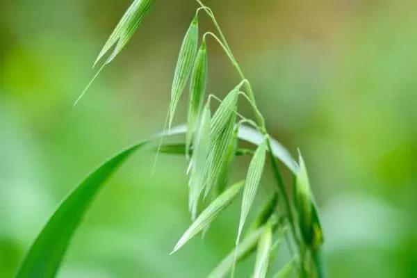 北方能不能種皇竹草，種植什么牧草比較好