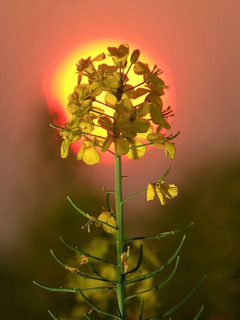 油菜籽的種植方法有哪些，有什么需要注意的？