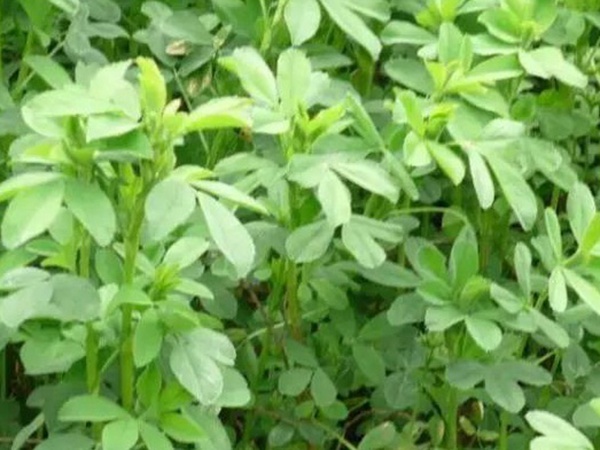 進口紫花苜蓿種子播種時間與管理方法 進口紫花苜蓿種子播種時間與管理方法