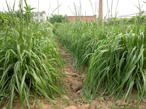 冬牧70黑麥草和黑麥草兩者有什么區別? 冬牧70黑麥草和黑麥草兩者有什么區別?