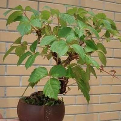 爬山虎也能做盆景？生長能力比較好，抗旱能力不錯