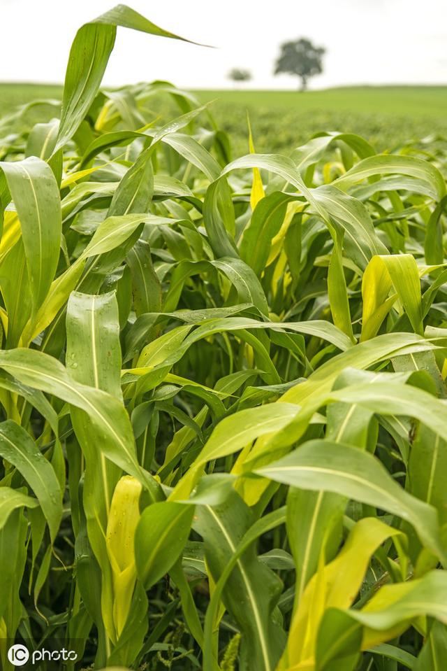 牛羊愛吃的蘇丹草，獲得高產(chǎn)量牧草需要這樣種植