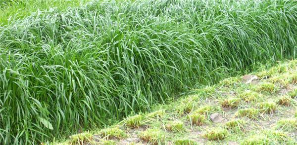 優(yōu)質(zhì)牧草——高丹草，種植高丹草種子如何高產(chǎn)？