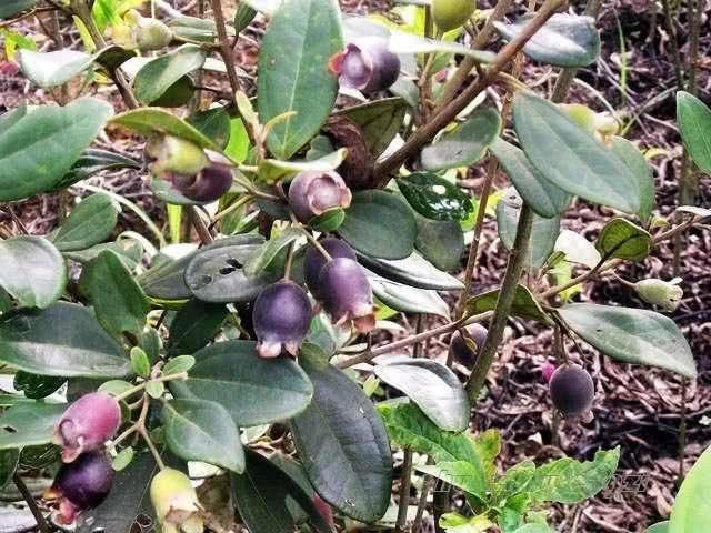 桃金娘可以人工種植嗎？桃金娘種植方法是什么？