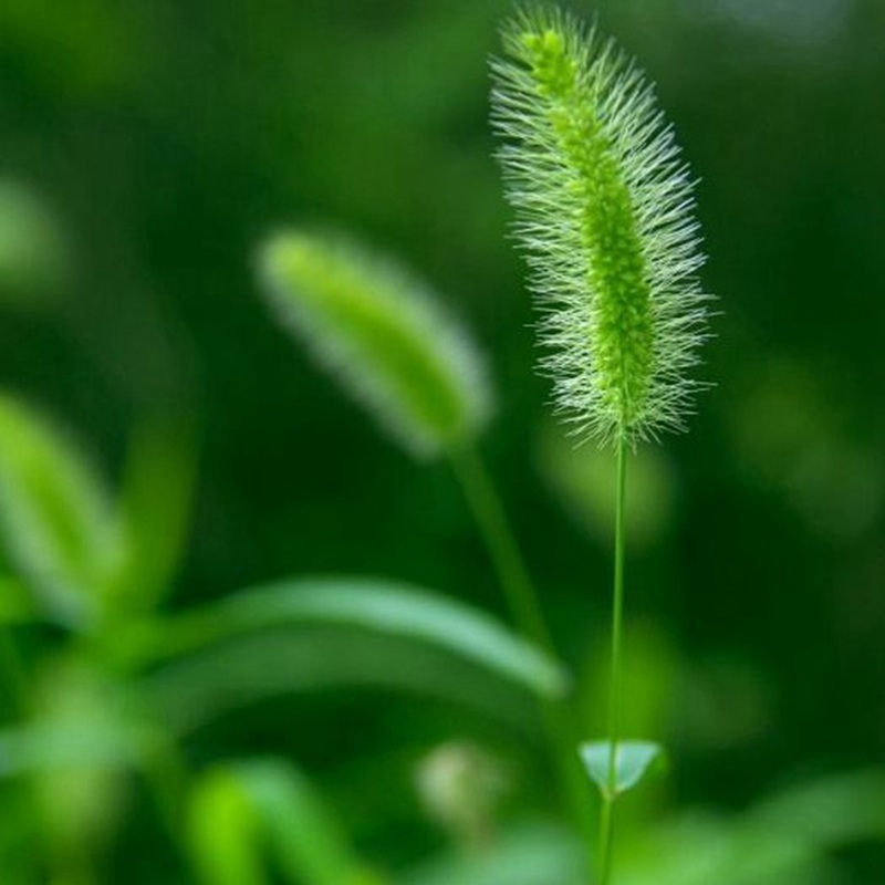 狗尾草 狗尾草