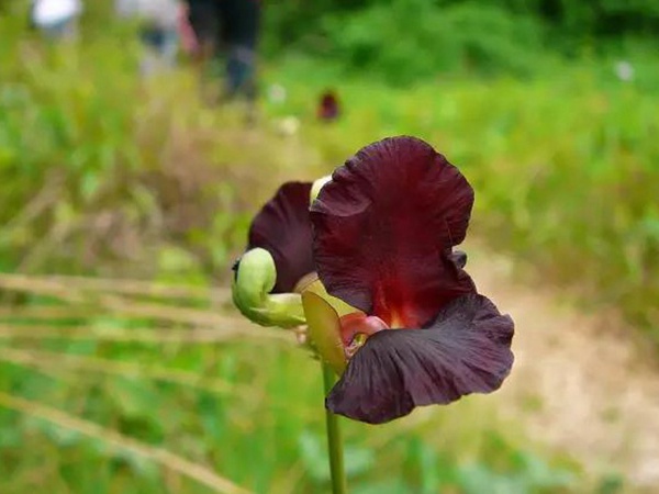 豆科植物——大翼豆栽培管理以及價值與利用