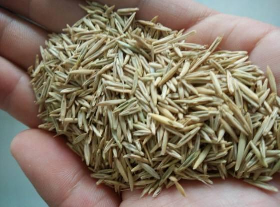 種植披堿草產(chǎn)量高必須掌握了這兩個方法 種植披堿草產(chǎn)量高必須掌握了這兩個方法