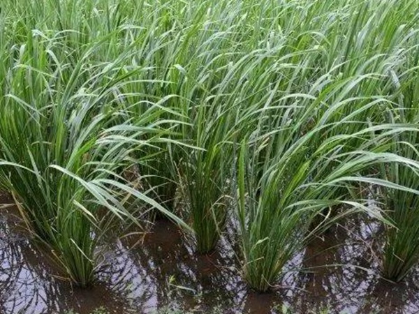 皇竹草種植方法?多少度下適合播種? 皇竹草種植方法?多少度下適合播種?