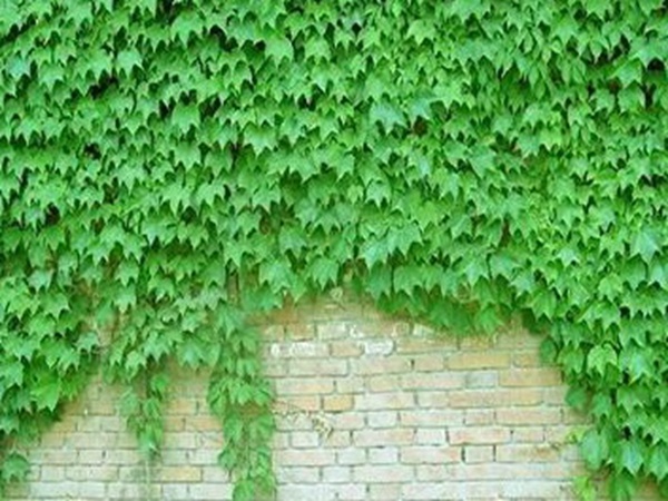 爬山虎如何種，爬山虎種植方法有哪些？