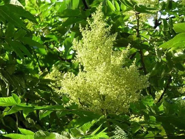 鹽膚木的種植栽培技術(shù)以及田間管理方法