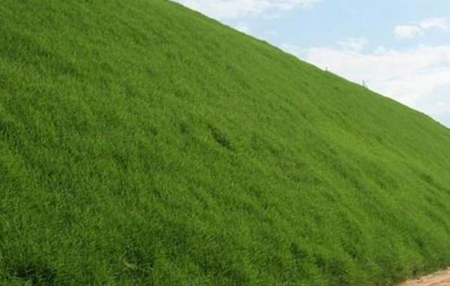 草坪種植養(yǎng)護(hù)技術(shù) 以及種植方法