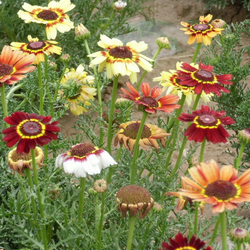 花環(huán)菊 花環(huán)菊