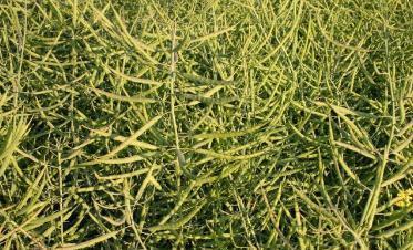 馬上進入秋播季應(yīng)該如何挑選油菜籽? 馬上進入秋播季應(yīng)該如何挑選油菜籽?