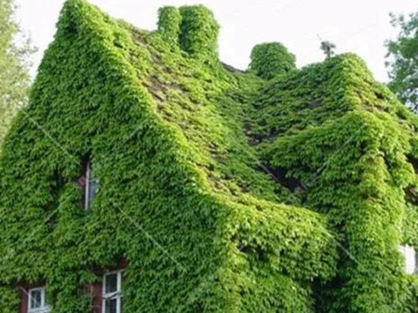 「爬山虎」的種植方法，有什么種植要求？