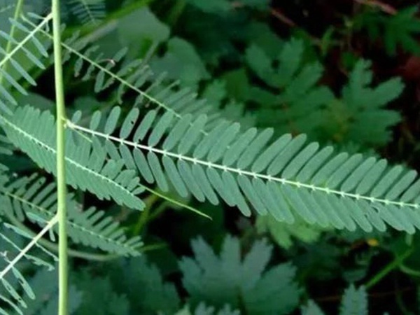田菁的栽培技術以及管理方法 田菁的栽培技術以及管理方法