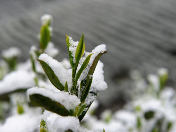 皇竹草該如何種植？多少度下會被凍死？應該注意什么？