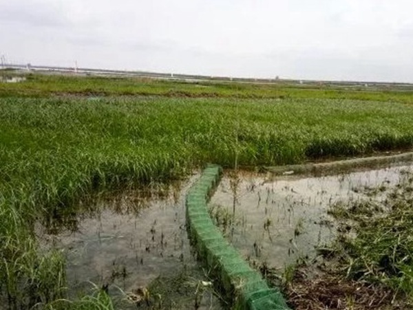 小米草優勢——耐寒耐高溫，小米草最適宜的溫度