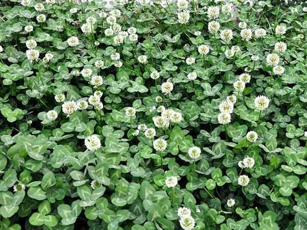 白三葉草優點有哪些，觀賞性怎么樣