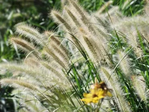 原來草也可以這么美麗--狼尾草