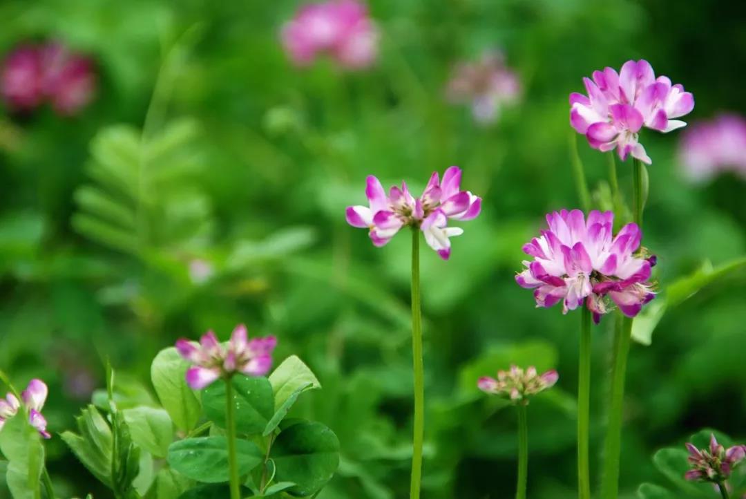 美麗的紫云英播種方法以及管理技術(shù) 美麗的紫云英播種方法以及管理技術(shù)