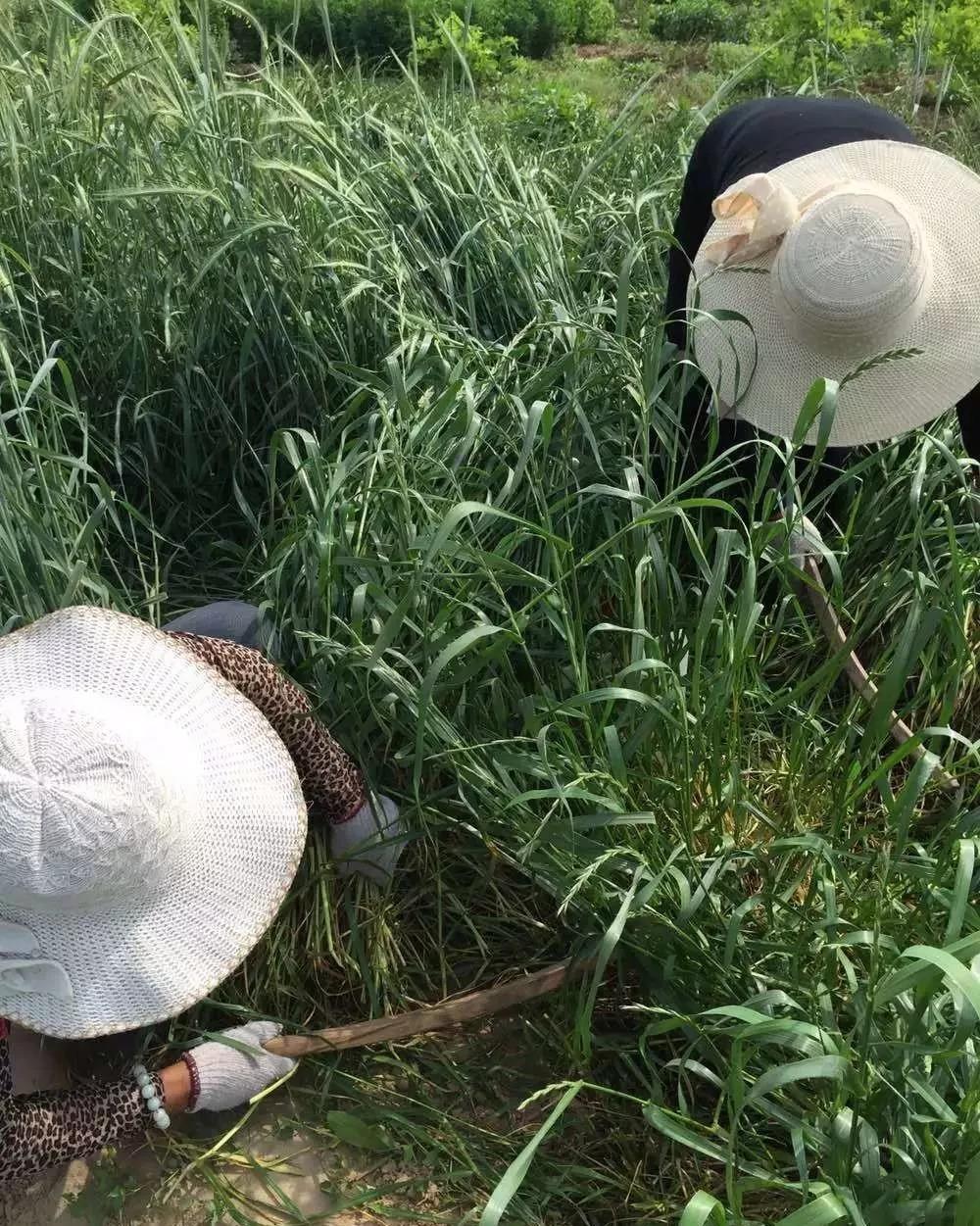 綠肥-黑麥草牧草種子【一年生黑麥草、冬牧-70】