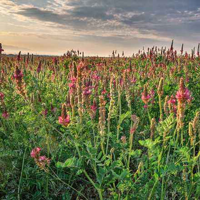 紅豆草的栽培技術與管理方法 紅豆草的栽培技術與管理方法