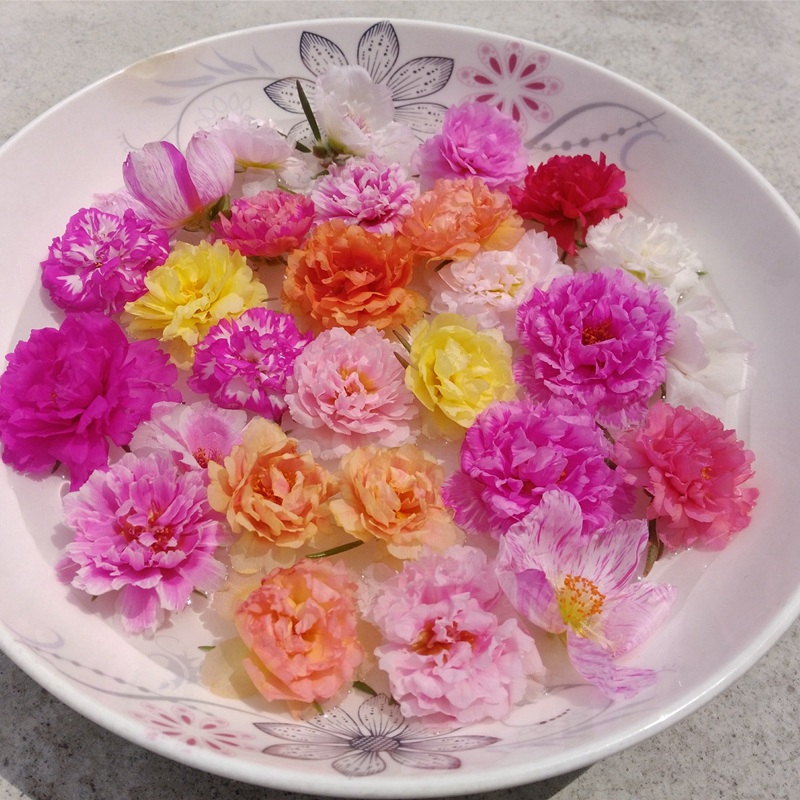 太陽(yáng)花 太陽(yáng)花