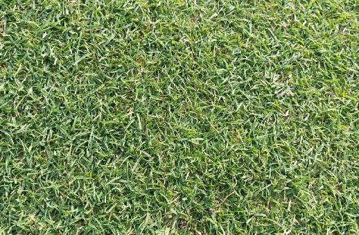 庭院草坪|院子里的天然草坪建植及養護方法