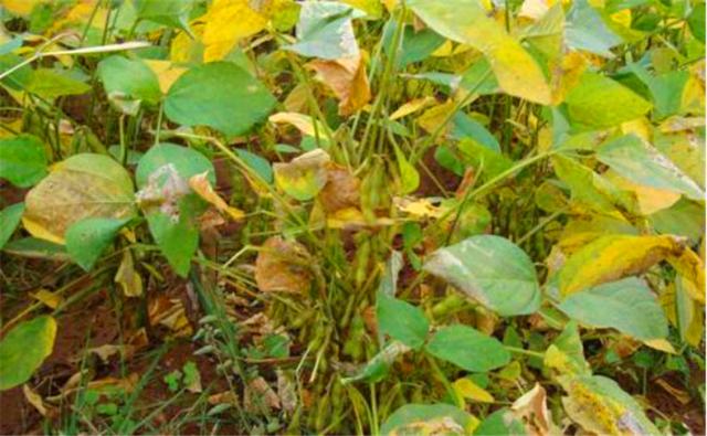 種植黑豆時,掌握技術方法產量能提升 種植黑豆時,掌握技術方法產量能提升