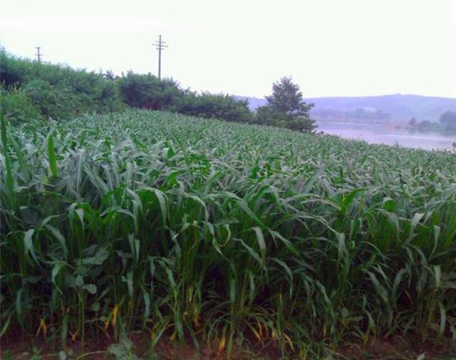 暖季型牧草，蘇丹草種植簡單介紹