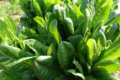 菊苣草可以養(yǎng)殖雞鴨鵝豬魚,是多年生的嗎 菊苣草可以養(yǎng)殖雞鴨鵝豬魚,是多年生的嗎