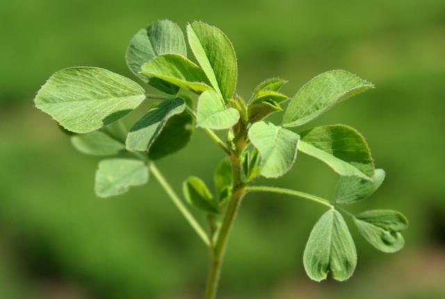牧草之王—紫花苜蓿高產培育技術