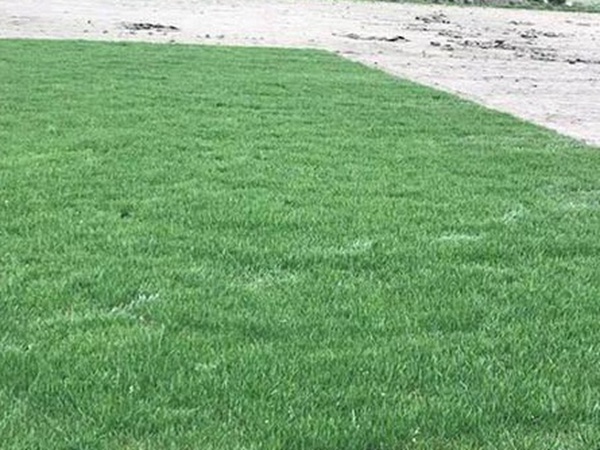 草坪種子常見的有哪些？該怎么樣育苗？