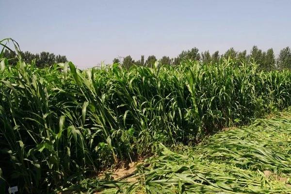 甜高粱喂牛的方法?注意方法是什么! 甜高粱喂牛的方法?注意方法是什么!