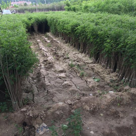 紫穗槐育苗產苗量高,繁育時間短,生長速度快 紫穗槐育苗產苗量高,繁育時間短,生長速度快