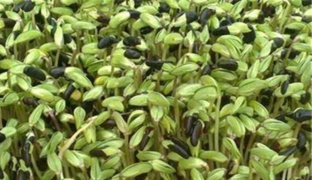 黑豆怎么樣種植?如何提高黑豆高產(chǎn)量? 黑豆怎么樣種植?如何提高黑豆高產(chǎn)量?