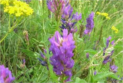 正確的種植沙打旺,需要注意的地方有哪些 正確的種植沙打旺,需要注意的地方有哪些