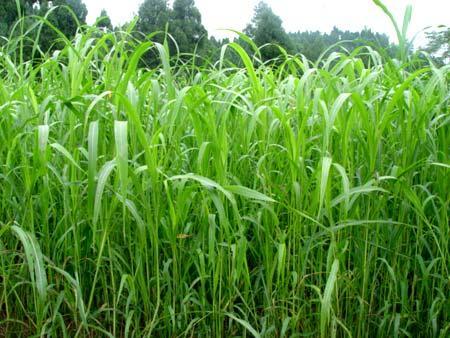 優(yōu)質(zhì)的牧草——蘇丹草，怎么種植可以高產(chǎn)