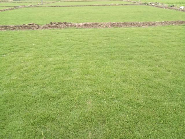 綠化草坪種類(lèi)圖片，不同的草坪用途和功能都有所差別