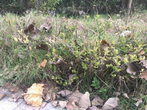 生命力頑強的草，它的名字盡然叫“狗牙根”