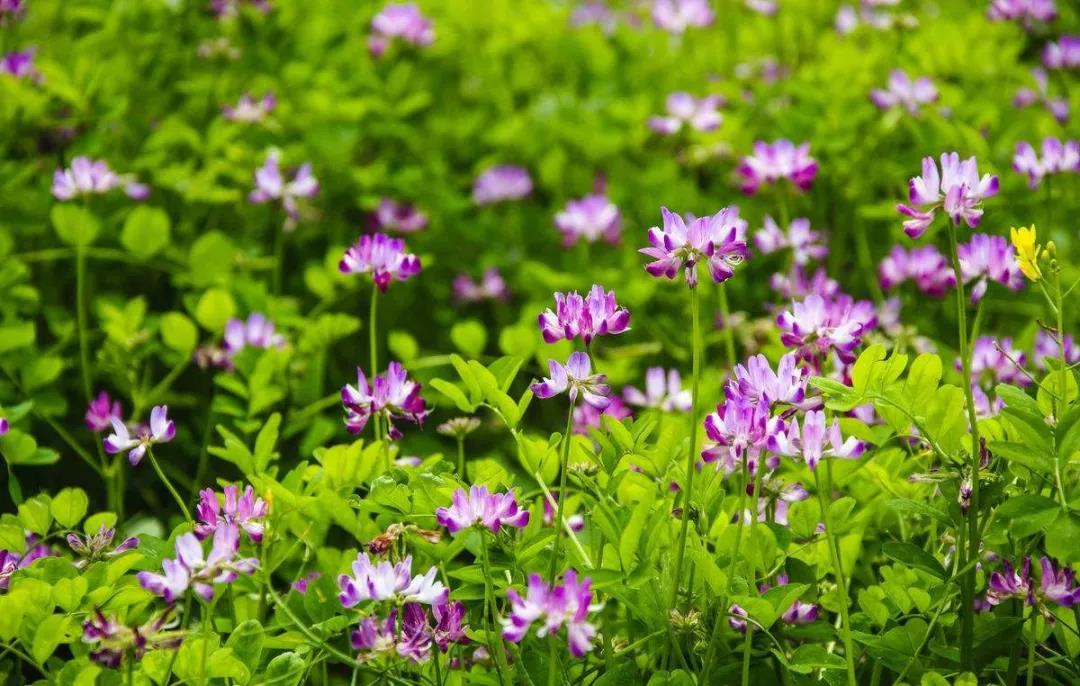 美麗的紫云英播種方法以及管理技術(shù) 美麗的紫云英播種方法以及管理技術(shù)