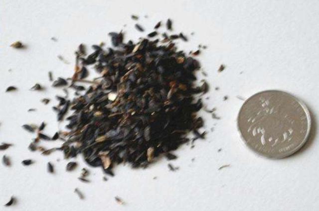 在田間小路看見的優(yōu)質(zhì)牧草-苦荬菜種植技術(shù)及品種價值 