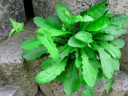 飼料牧草，苦荬菜的詳情介紹
