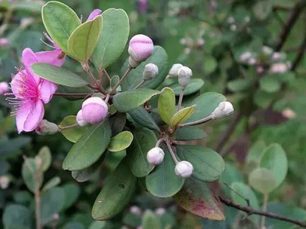 桃金娘的鑒賞與栽培養(yǎng)護(hù) 桃金娘的鑒賞與栽培養(yǎng)護(hù)