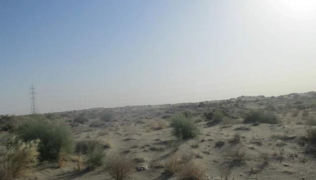 綠化草坪堿茅草的種植方法以及經濟價值