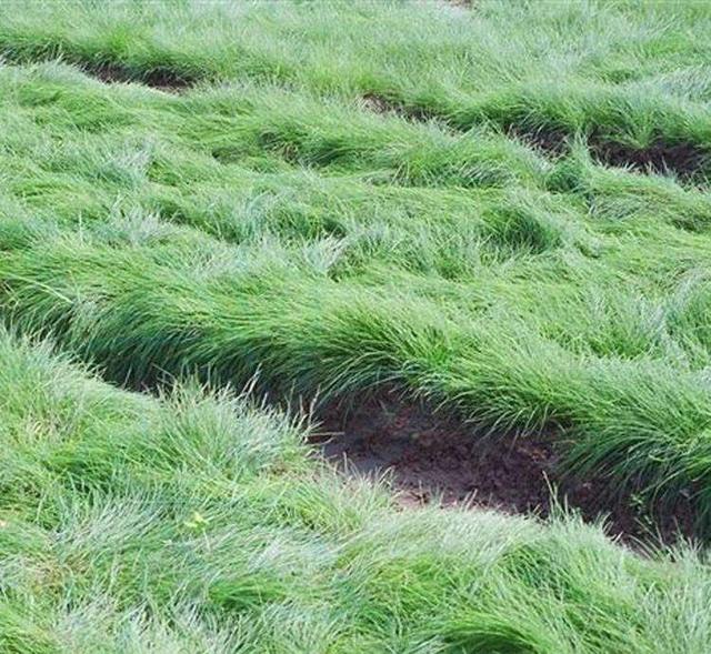 綠化草坪種類(lèi)圖片，不同的草坪用途和功能都有所差別