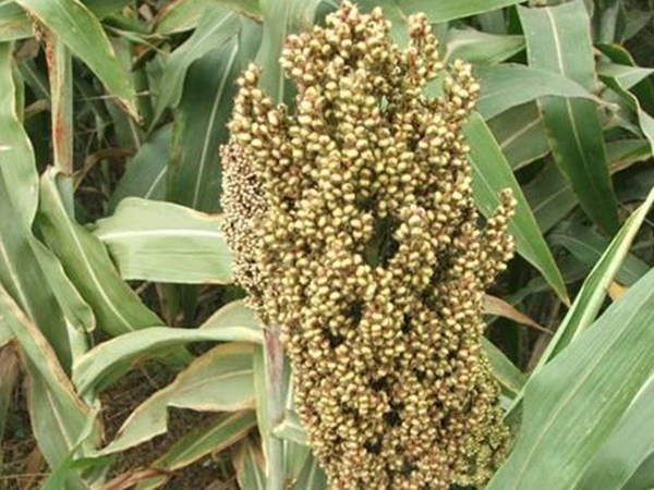 甜高粱簡單如何播種，播種方法是什么？