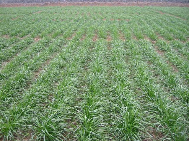 冬牧70黑麥草和黑麥草兩者有什么區別? 冬牧70黑麥草和黑麥草兩者有什么區別?